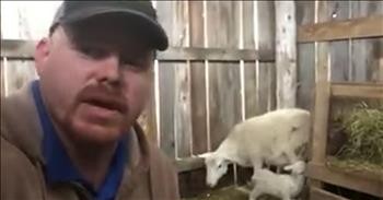 Farmer Shares Modern Day Parable Of Lamb And Shepherd