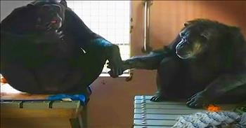 Chimp Finds Best Friend After 18 Years In Confinement