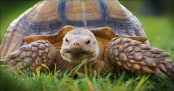 Woman's Search For Tortoise Walker Is Sweet And Hilarious!