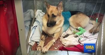 Rescue Dog Saves 7-Year-Old From Rattlesnake