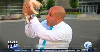 Tiny Kitten Interrupts News Broadcast In Hilarious Way!