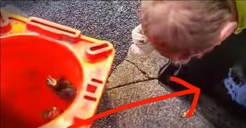 Firefighters Reunite Mother With Baby Ducklings Stuck In Storm Drain