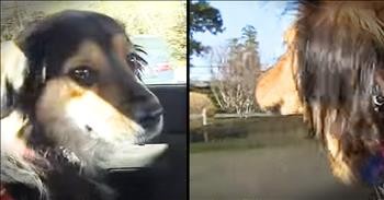 Rescued Dogs Reunite 1 Year After Being Saved