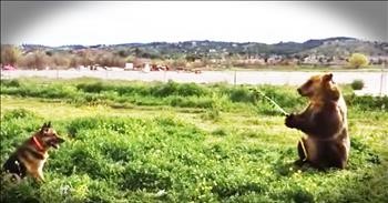 Bear Sprays A Dog With A Hose And I Can't Stop Smiling