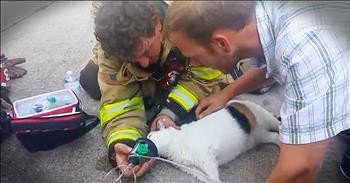Firefighters Rescue Family Cat From Burning Building