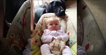 Precious Lab Helps Rock The New Baby