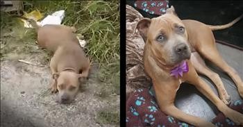 Abandoned Dog With Broken Bones Gets Beautiful Rescue