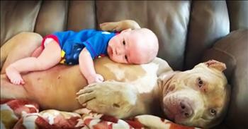 Pit Bull Snuggles With Precious Baby