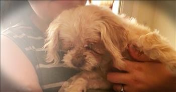 Family Reunites With Long Lost Dog