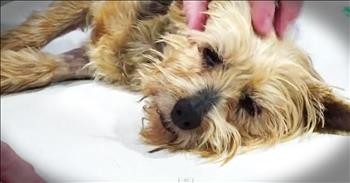 Abused Dog Finds Home After Person Kicks Him Like A Football