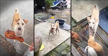 Mother Dog Begs For Food For Puppies - Inspirational Videos