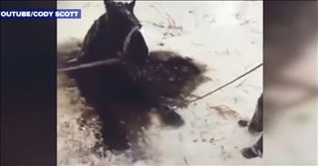 Horse Trapped In A Frozen Lake Gets A Dramatic Rescue