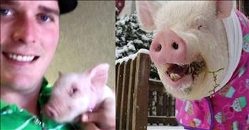 Esther The Wonder Pig Weighs 670 Pounds And Lives In The House