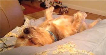 Snores-Galore From Doggies, Kitties and Babies