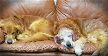 Tearjerking Story Of A Legendary Dog As Told By His Son