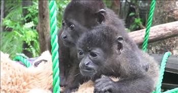 Rescued Animals Enjoy First Taste Of Freedom