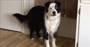 Dog Has Funny Temper Tantrum