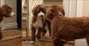 Funny Dog Cannot Figure Out The Mirror