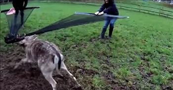 Rescuers Save Deer Trapped In Wire Fence