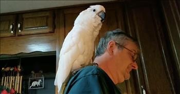 Cockatoo Serenades Owner With 'I Love You' Song
