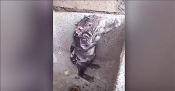 Rat Washes Itself Like A Human In A Shower