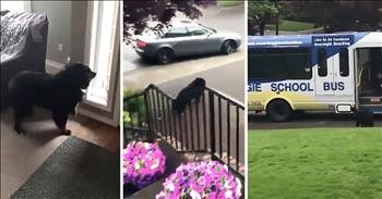 Dog Hops On Bus To Daycare