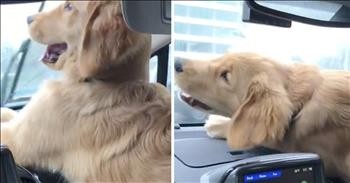 Golden Retriever Puppy Loves Windshield Wipers
