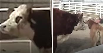 Crying Cow Is Reunited With Rescued Baby Calf