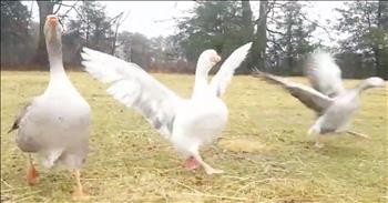 Excited Geese Run To Greet Owner