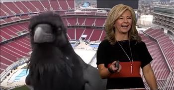Bird Photobombs News Meteorologist
