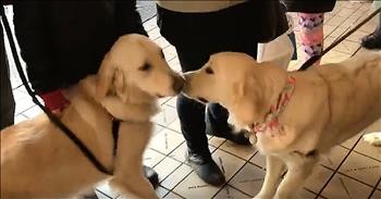 Dog Sisters Reunite After Adoption Separation