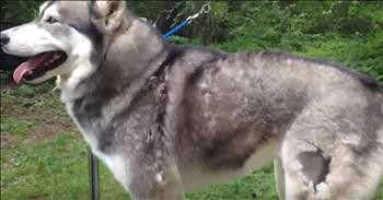 Woman Grooms Her Dog With A Blower