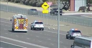 Dogs Causes Traffic Jam On Highway
