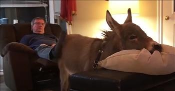 Adorable Donkey Thinks He's A Dog