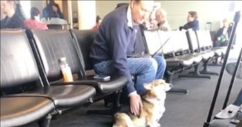 Corgi Comforts Grieving Passenger At Airport