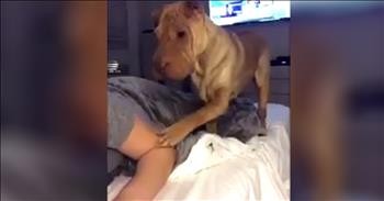 Precious Dog Asks To Be Tucked In