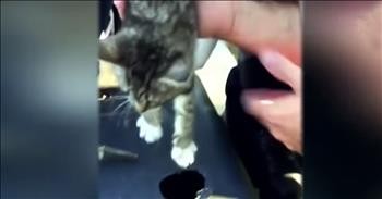 Firefighters Rescue Kitten Trapped In Basketball Hoop