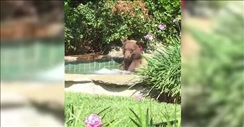 Camera Captures Bear Relaxing In A Hot Tub