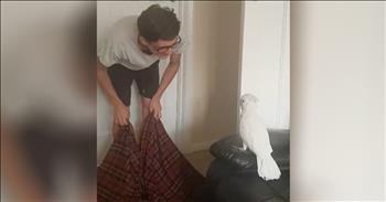 Cockatoo Has Funny Reaction To Owner's Disappearing Act