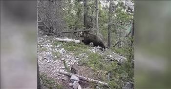 Group On Hike Have Close Encounter With A Grizzly Bear