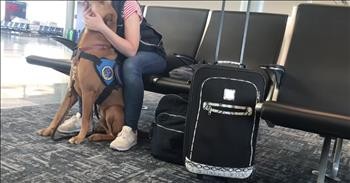 Hero Service Dog Helps Owner During Panic Attack At Airport