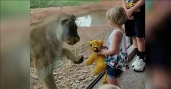 Lioness Reacts To Toddler's Stuffed Animal Lion
