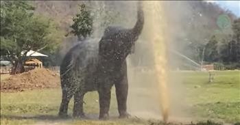 Elephant Breaks The Sprinkler And Has The Best Time