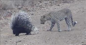 Tiny Porcupine Manages To Fend Off Leopard