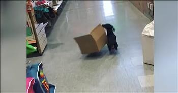 Dachshund Is Pet Shop's Best Employee