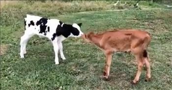 Adorable Cows Meet And Become Best Friends