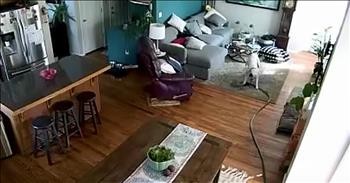 Boxer Drags Water Hose Inside And Soaks House