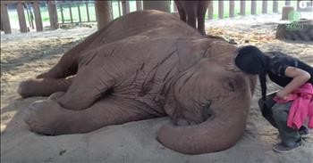 Rescued Elephant Falls Asleep When It Hears This Sweet Lullaby
