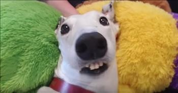 Greyhound Hilariously Chatters Teeth When Excited