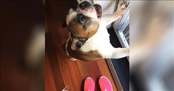 French Bulldog Goes Crazy For The Mail